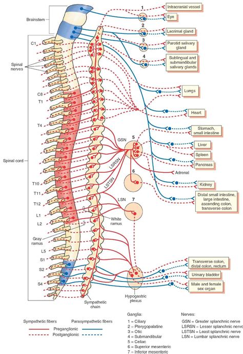 Diagram Of Nerve Pathways In Human Torso