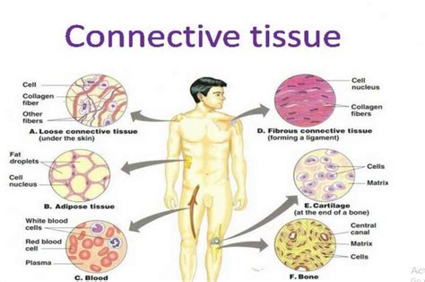 Jaringan Ikat: Fungsi, Jenis, Struktur, Penyakit, dll - DokterSehat