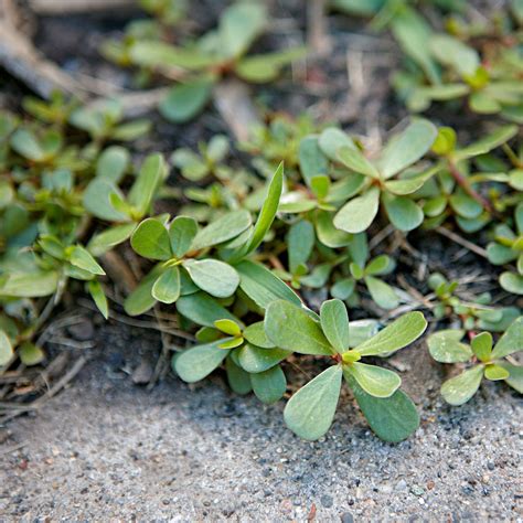 36 Lawn and Garden Weeds: How to Identify and Control Them