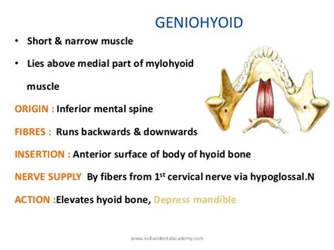 Muscles of mastication / dental courses