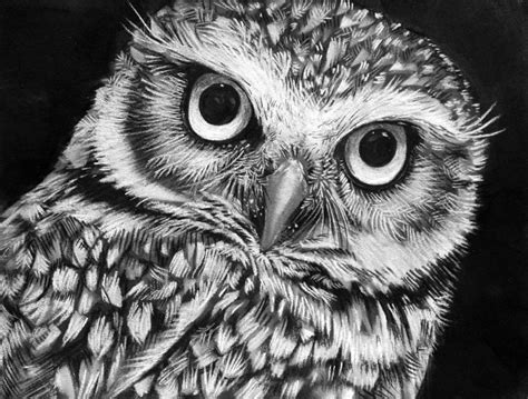 black and white photography owl - Google Search Owls Drawing, Animal ...