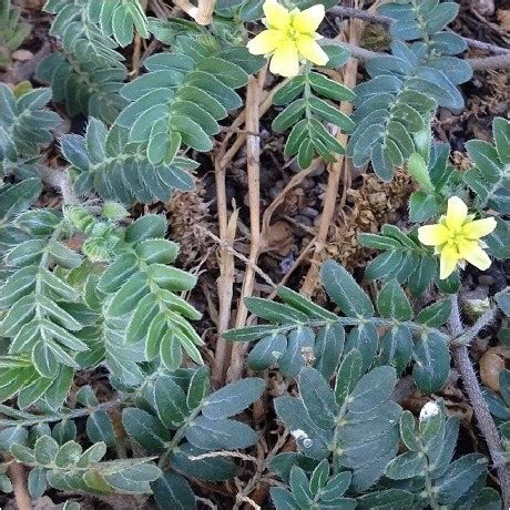 Puncture vine seeds, Tribulus terrestris for sale