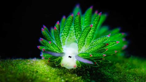 Amazing sea slug eats so much algae it can ‘photosynthesize’