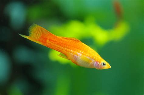 10 Vibrant Yellow Aquarium Fish Species | Build Your Aquarium