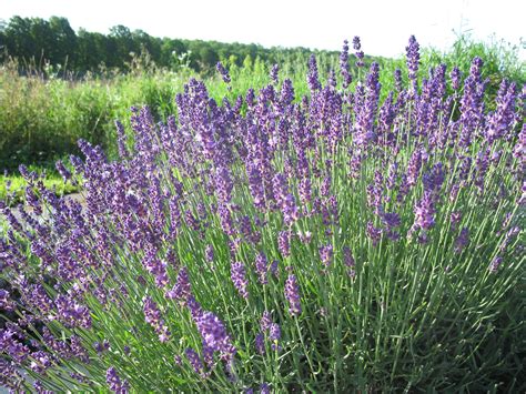 Best Place To Plant Lavender - Lavender Plant