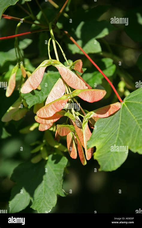 Sycamore Tree Seeds, Acer pseudoplatanus Stock Photo - Alamy