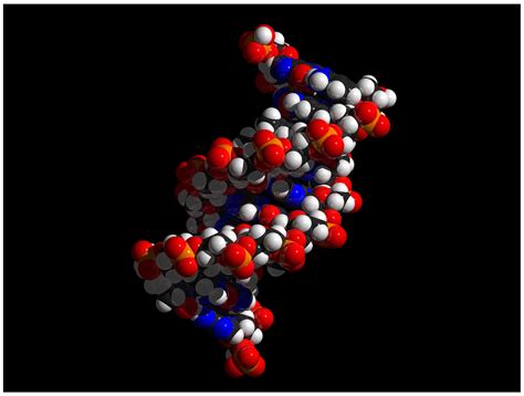 Structure Of DNA | Function, Summary, Diagram & Model