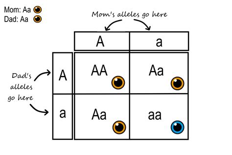 5.13 Mendelian Inheritance – Human Biology