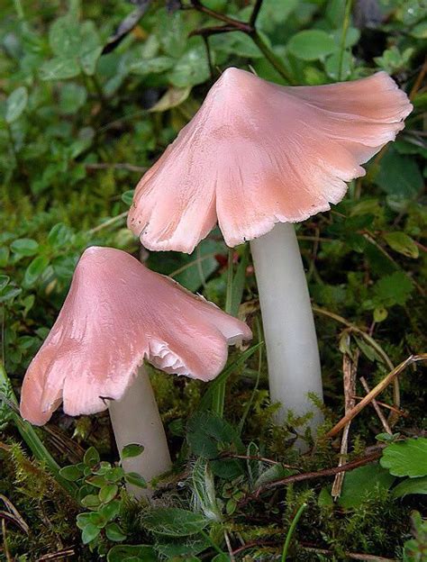 Memorable And Minute Mushroom Photography - Bored Art