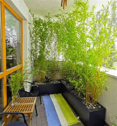 7 Best Types of Bamboo Plants for Privacy - Balcony Boss