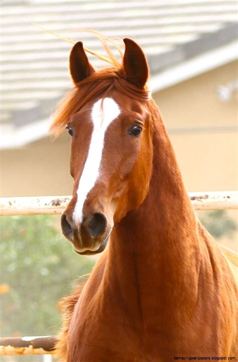 Chestnut Andalusian Horses | Amazing ... in 2020 (With images ...