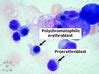 Hematopoiesis and Bone Marrow Histology