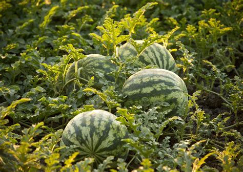 A Day on the Farm Near Greensboro | Our State