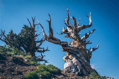 The Oldest Living Thing on Earth Can Be Found in California - A-Z Animals