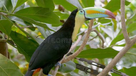 Large rainbow toucan stock photo. Image of bird, examines - 247948522