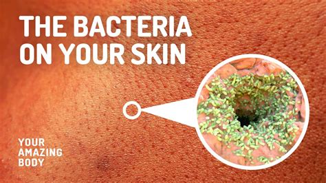 Different Types Of Skin Bacteria