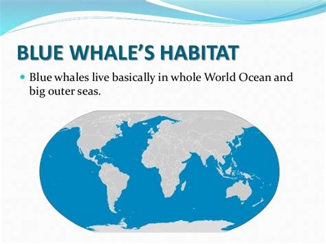 Endangered animal species: Blue Whales