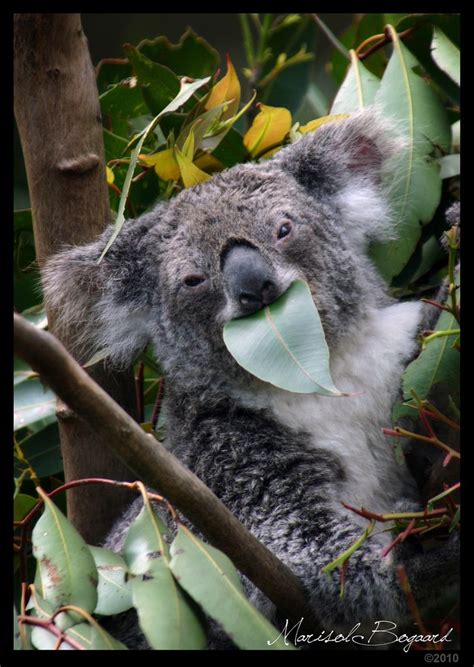 Koala eating eucalyptus leave | Koala bear, Cute animals, Cute baby animals