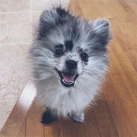 Blue Merle Pomeranian