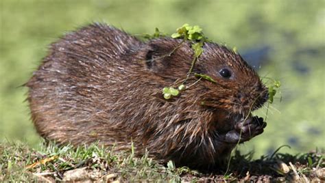 Amazing Facts about European Water Voles | OneKindPlanet Education