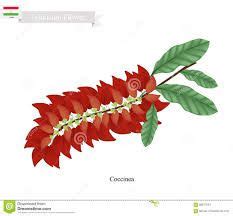 chaconia flower clipart - Google Search | Popular flowers, Flower ...