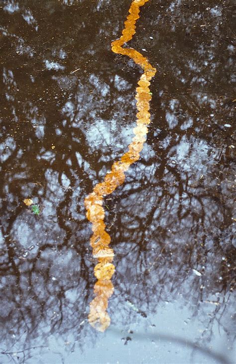 Andy Goldsworthy Leaves In River