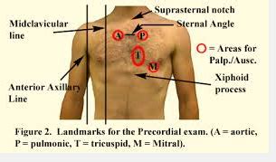 health assessment: THE HEART AND PRECORDIUM Flashcards | Quizlet