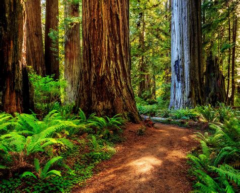 Discover Redwood National Park, California | Travel To The Next