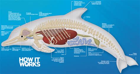 The anatomy of a dolphin – How It Works