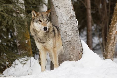 Montana Judge Sides With Environmental Groups on Wolf Hunting | GearJunkie