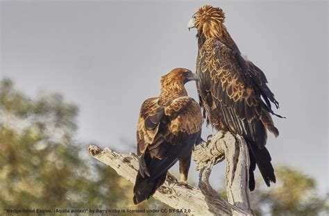 Wedge-tailed eagle - Hunter Region Landcare Network