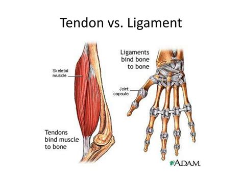 Muscles Tendons And Ligaments