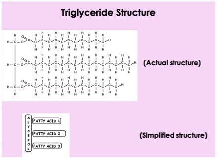 Triglyceride — Structure & Function - Expii