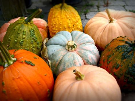 Cucurbit Crops - Types Of Cucurbits And Growing Information