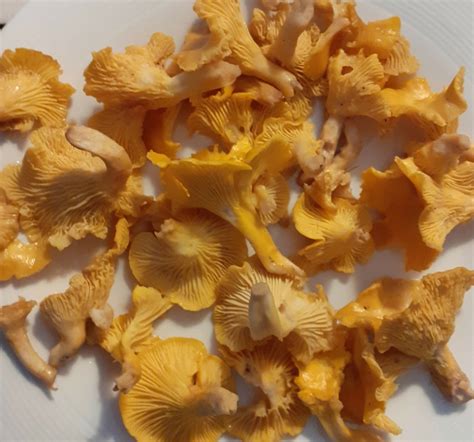 girolles