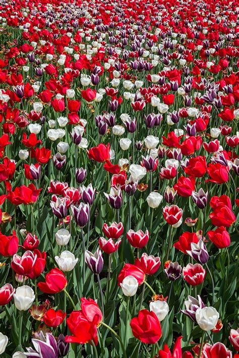 Canadian International Tulip Festival