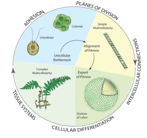 Review: The many roads to (and from) multicellularity (J. Exp. Bot ...