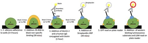 Biotin conjugated α-human IgG secondary antibody was used for detection ...