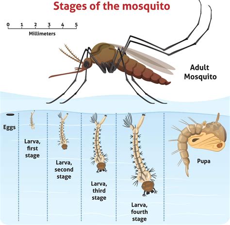 How to kill mosquito larvae? - Thanos Home