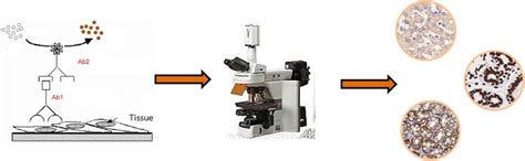 Immunohistochemistry (IHC) Principle | Sino Biological