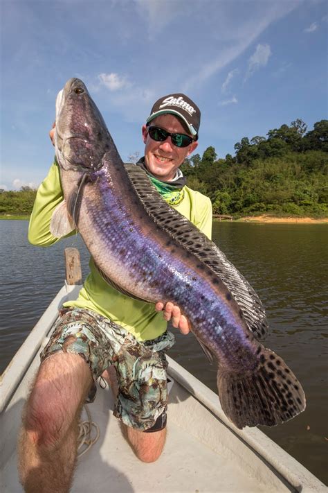 Sam Edmonds Fishing Blog: Lure fishing for Giant Snakehead on Temenggor ...