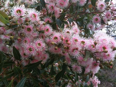 What's wrong with my flowering gum? - GardenDrum