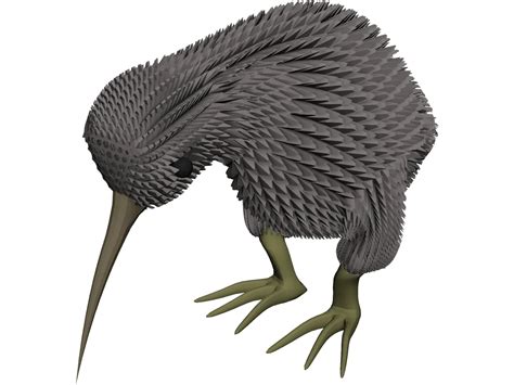 Kiwi Bird Skeleton