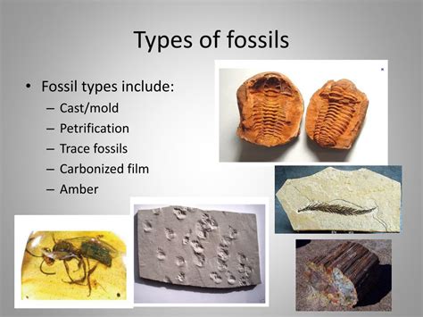 4 Different Types Of Fossils