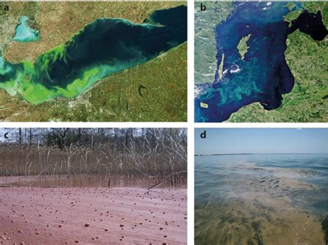 1: Cyanobacteria Blooms. Satellite images of cyanobacteria bloom in (a ...