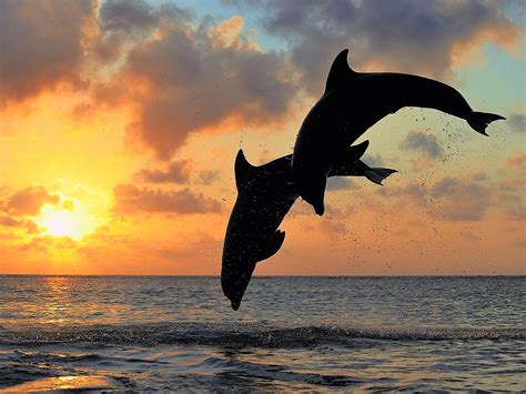 Download Horizon Sunset Sea Ocean Animal Dolphin HD Wallpaper