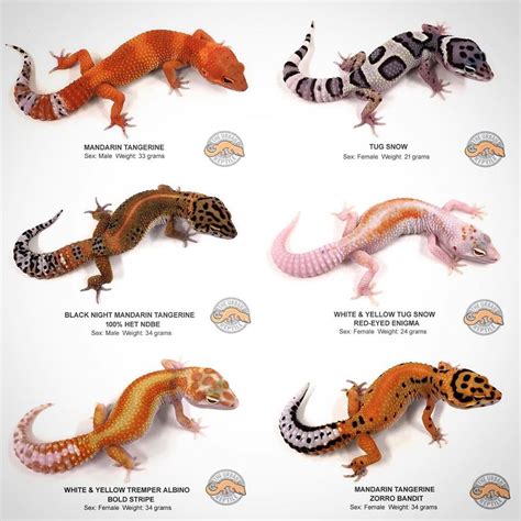 The Urban Reptile on Instagram: "🔥AVAILABLE LEOPARD GECKOS 🔥 We have ...