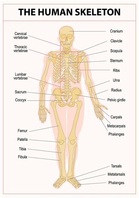 Human Body Systems Diagram