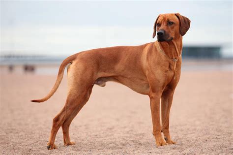 Rhodesian Ridgeback Info, Temperament, Puppies, Pictures