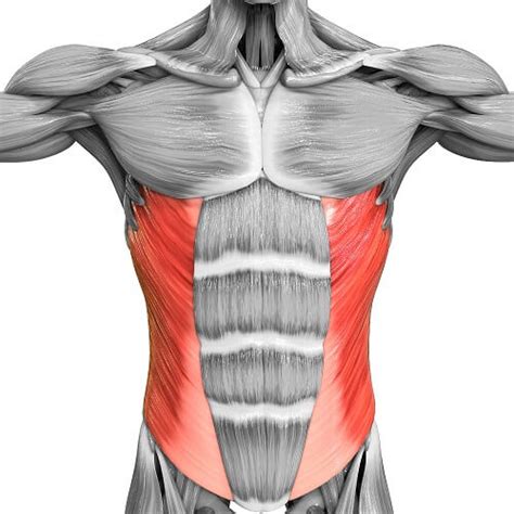 Chest Muscles Diagram Anatomy Chest Chest Muscles External Oblique ...